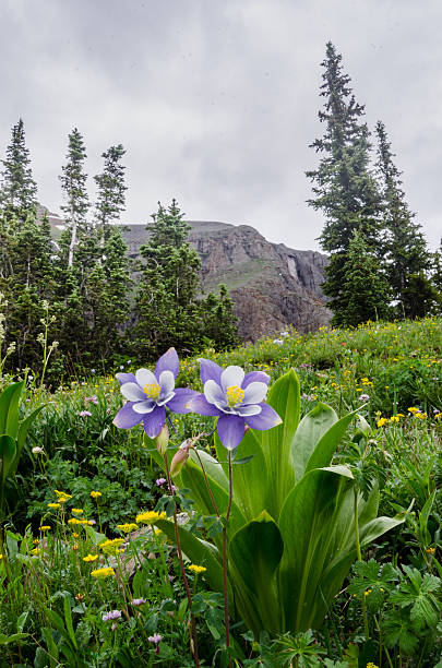 istock Columbine in Colorado Mountain Basin Vertical 487237996