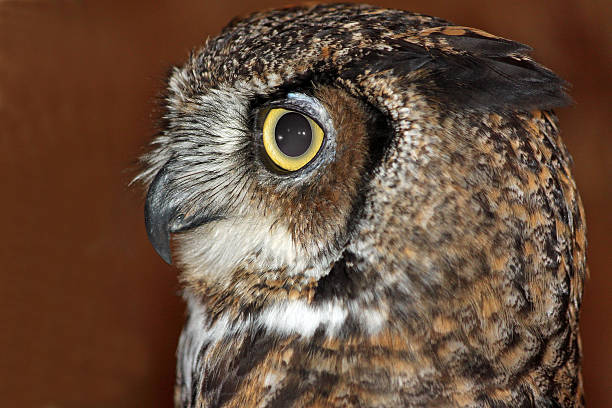 istock Closeup of a Great-Horned Owl 487242102