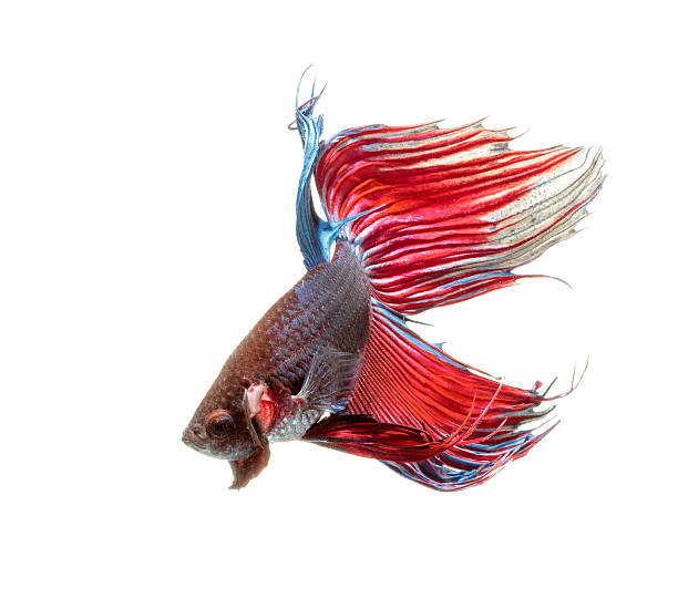 istock Siamese fighting fish isolated on white background,Betta splende 487242982