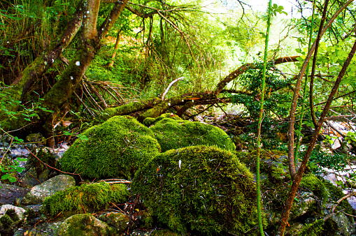 Old tree forest rocks