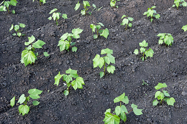 Cotton seedlings stock photo