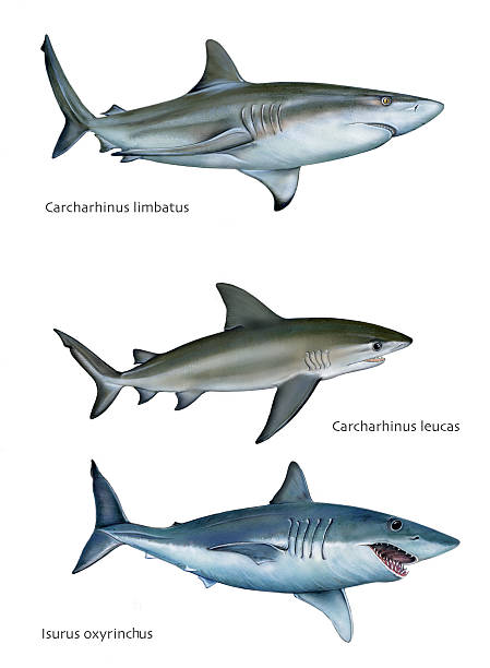 sharks A realistic illustration showing 3 different species of sharks (blacktip shark, bull shark and shortfin mako) blacktip reef shark stock illustrations