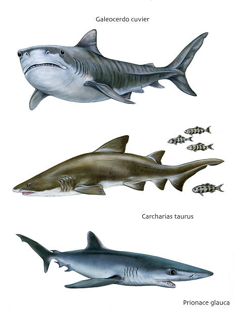 sharks illustration of 3 different species of sharks (Tiger shark, sand tiger shark and blue shark) tiger shark stock illustrations