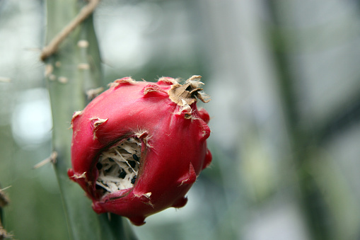 Red prickly pear fruit in the botanical garden in Moscow