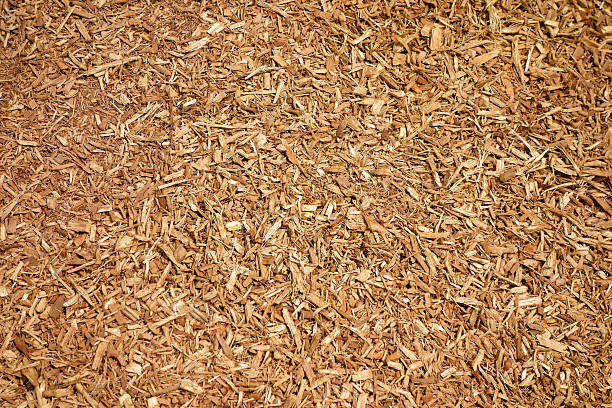 istock Chip of wood 487247790