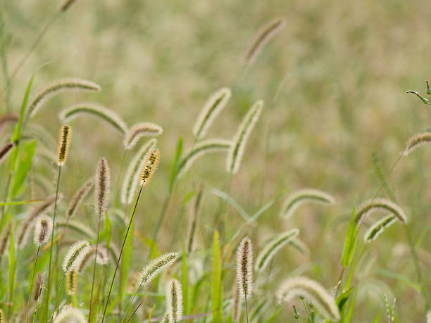istock Many of reeds 487247804