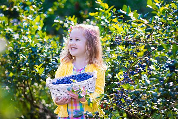 istock Little girl picking blueberry 487250242