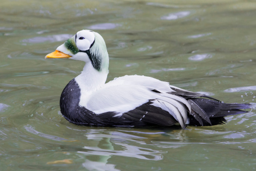 Profile Portrait of Common Eider Duck