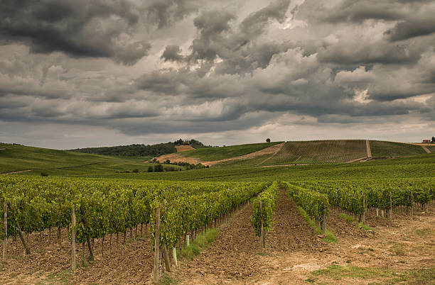 istock Vineyards in Tuscany 487250758