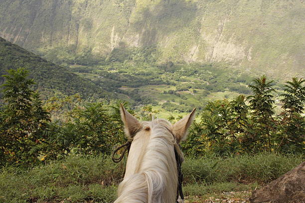 cavalo e o vale waipio, big island, havaí - hamakua coast imagens e fotografias de stock