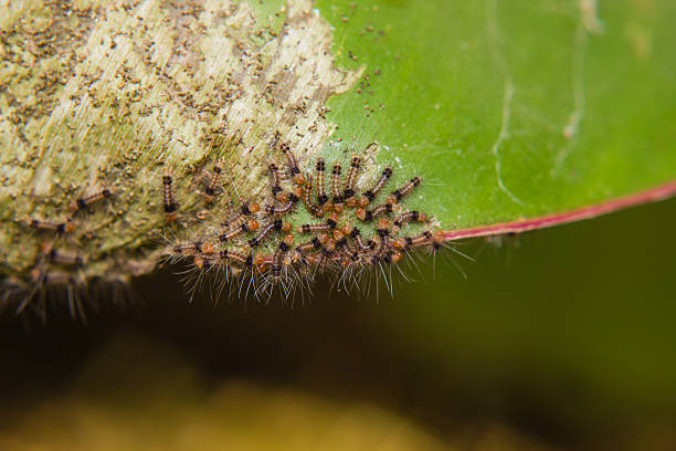 group of little caterpillars macro