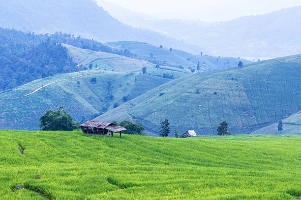 istock Landscape of the lined Green terraced  rice field 487252041