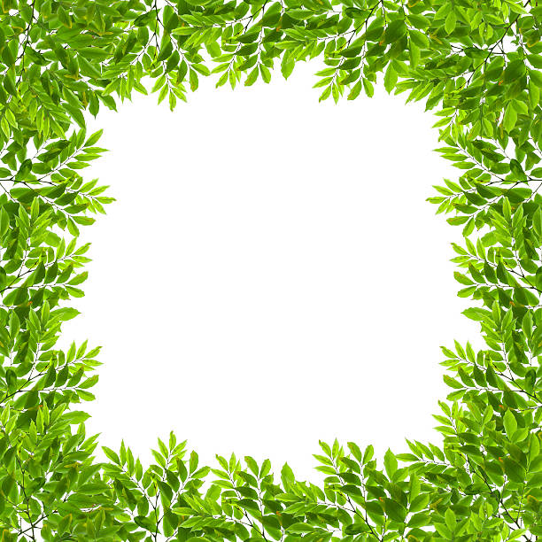 istock Green leaves isolated on white background 487252057