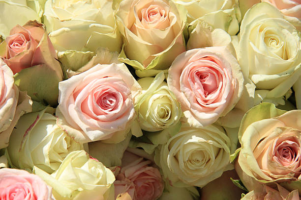 istock White and Pink roses in wedding arrangement 487252445