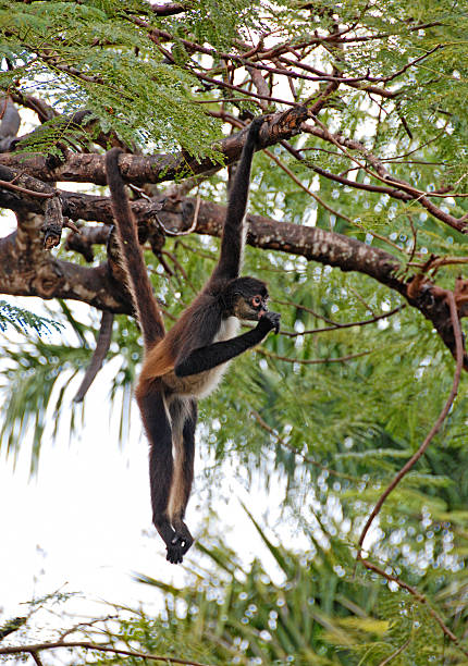 1.900+ Macaco Aranha fotos de stock, imagens e fotos royalty-free - iStock