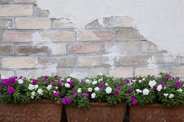 istock old brick wall background with flower pot 487253168