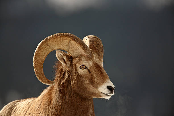 istock Bighorn Sheep in winter 487253219