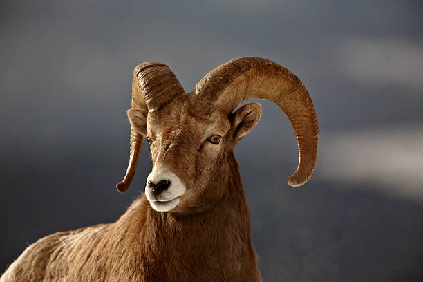 istock Bighorn Sheep in winter 487253271