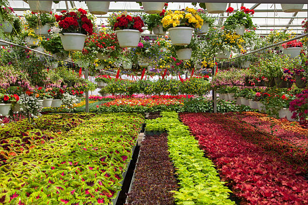 istock Nursery with blooming plants and flowers 487254179
