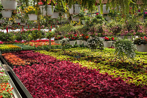 istock Nursery with blooming plants and flowers 487254181