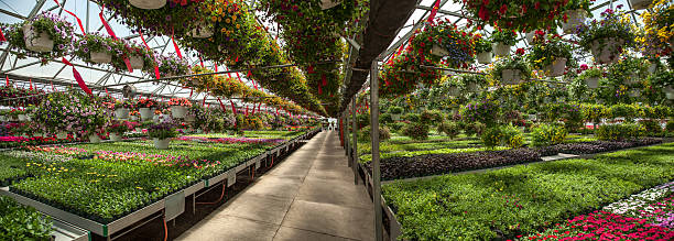 Panoramic view of a lare commercial nursery