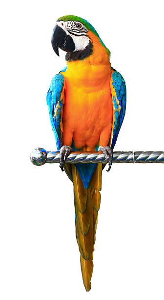 istock Colorful red parrot macaw isolated on white background 487255111