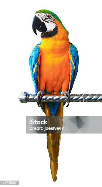 Colorful Red Parrot Macaw Isolated On White Background Stock Photo - Download Image Now