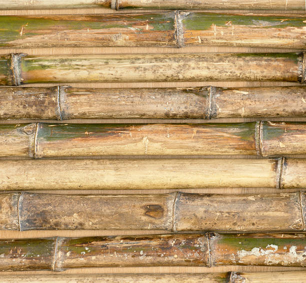 бамбуковый фон забора - bamboo shoot bamboo zen like striped bamboo стоковые фото и изображения