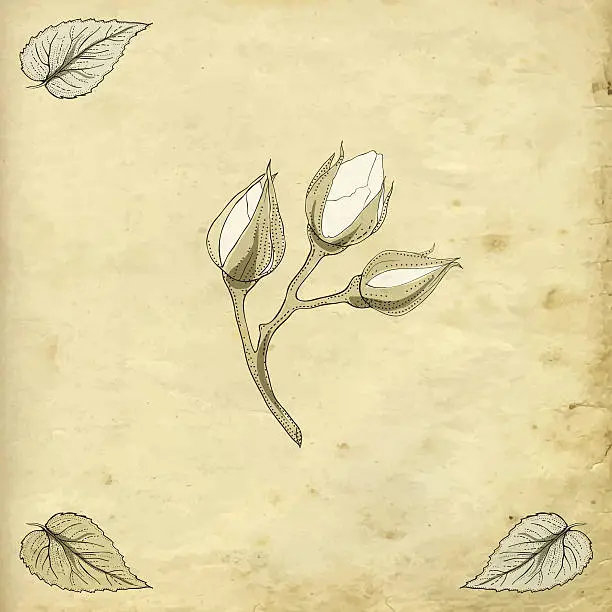 Vector illustration of rose buds drawing