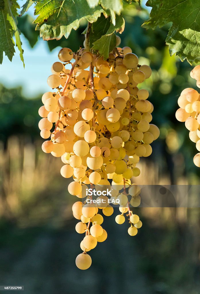 White grape Bunch of white grapes, hanging at the vineyard, ready for harvest. Mendoza, Argentina. Agriculture Stock Photo