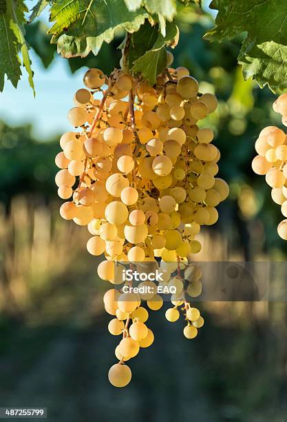 White Grape Stock Photo - Download Image Now - Agriculture, Argentina, Autumn