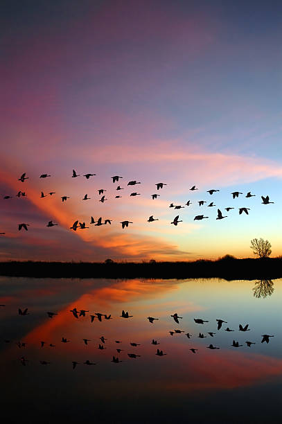 Flying Wild Geese and a Red Sunset