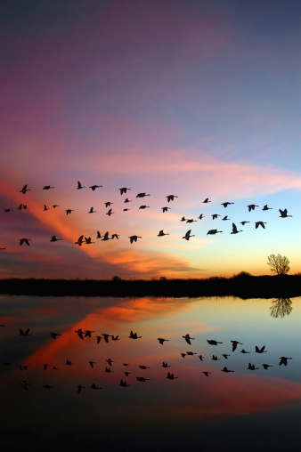 Reflection of Canadian geese flying over wildlife refuge with a wild red sunset, San Joaquin Valley, California