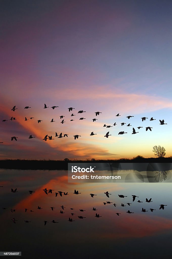 Flying Wild Geese and a Red Sunset Reflection of Canadian geese flying over wildlife refuge with a wild red sunset, San Joaquin Valley, California Bird Stock Photo