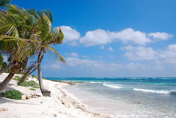 Caribbean beach with palm tree at Akumal, Yucatan