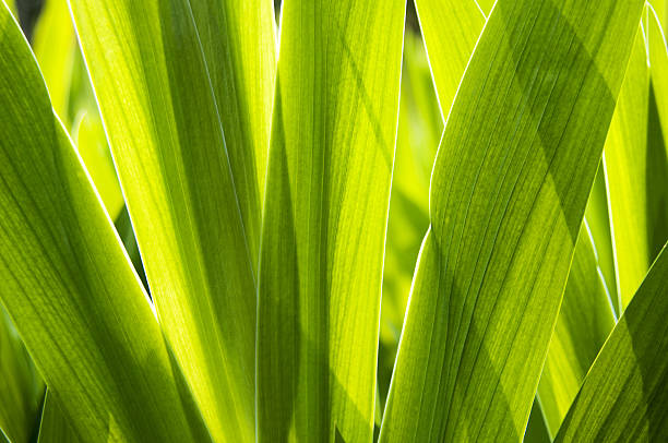 Green leaves Belamcanda chinensis leaves close-up. belamcanda chinensis stock pictures, royalty-free photos & images