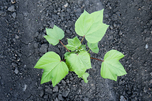 Cotton seedlings stock photo