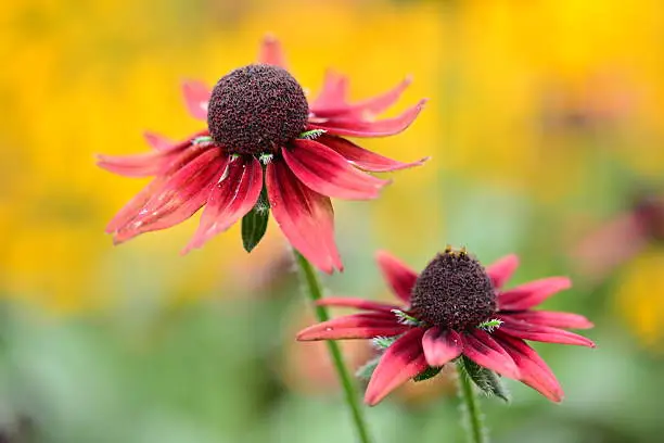Rudbeckia cherry brandy bears a large daisy head with cherry red petals surrounding a dark chocolate center. It is a long-lasting flower and produces striking blooms throughout summer and into autumn. The yellow background consists of flowers of rudbeckia tiger eye.