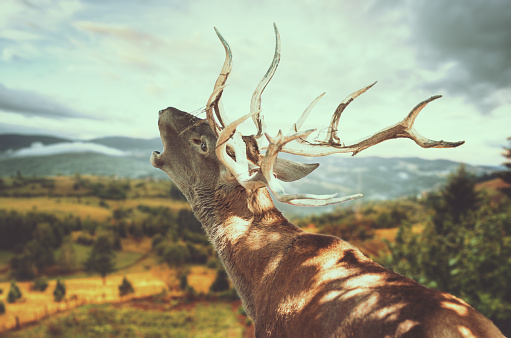 Close up of a deer roaring, with mountain landscape blurred in front of him.