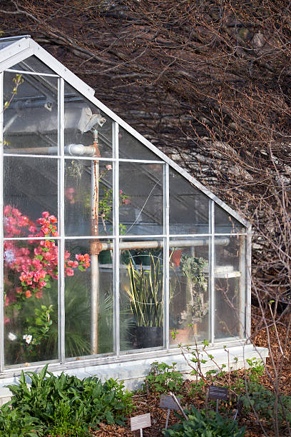 istock Greenhouse with Red Flowering Quince 487263570
