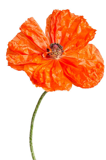 istock single red poppy isolated on white 487267500