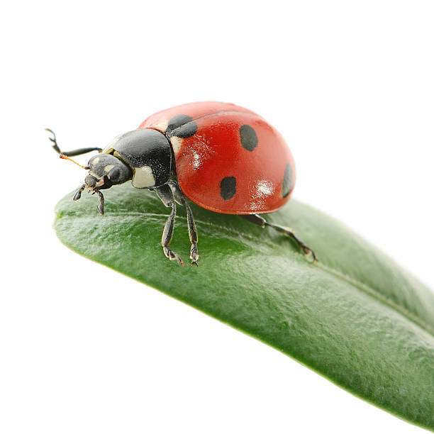 ladybird on green leaf ladybird on green leaf isolated on a white background ladybird stock pictures, royalty-free photos & images