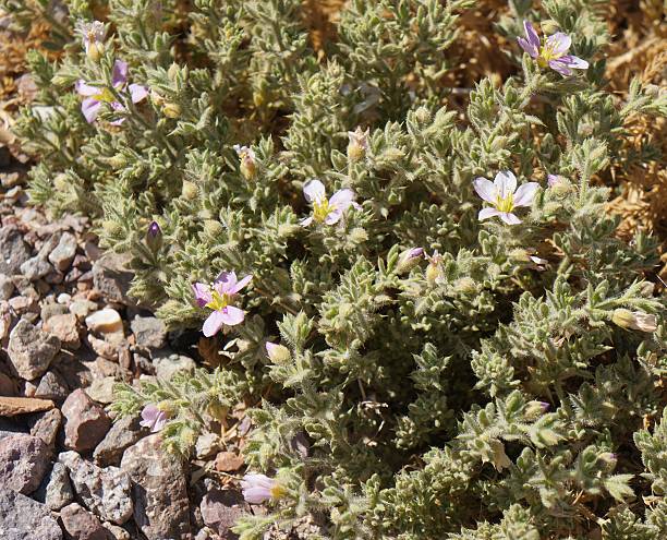 fagonia arabica fiori - close to moving up single flower flower foto e immagini stock