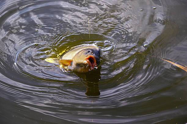 istock Catching carp bait in the water close up 487268294