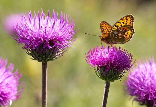 mariposa de alas argynnis paphia con punta - argynnis fotografías e imágenes de stock