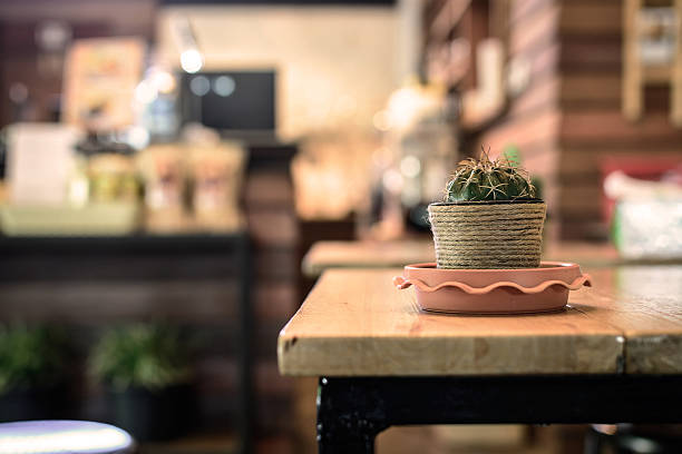small cactus on the table in coffee shop, Vintage tone