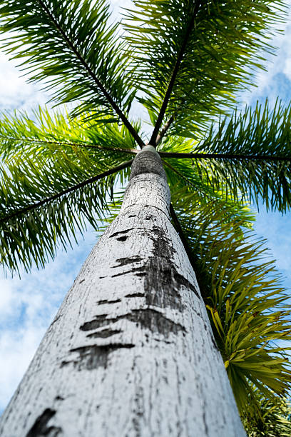 istock Betel Palm (Areca catechu). Betel nut in the vertical 487270888
