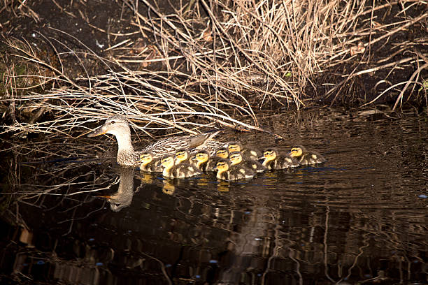 Mother Mallard with Babies