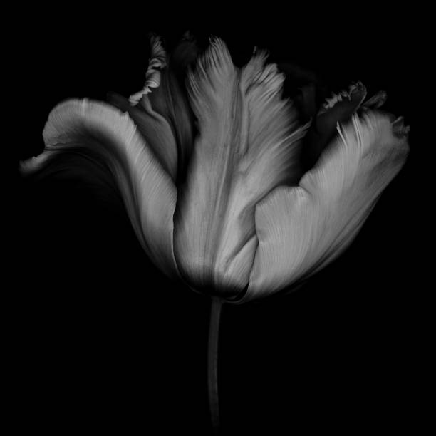 istock XXXL: Monochrome Parrot Tulip 487271394