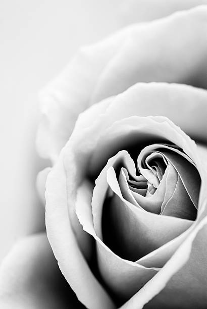 istock Elegant Rose closeup in black and white 487271540